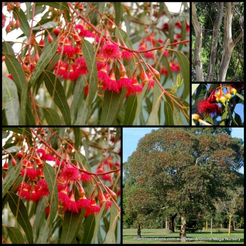 Eucalyptus Red Flowering Yellow Gum 1 Plants leucoxylon rosea